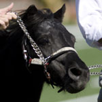 SMU mascot Peruna